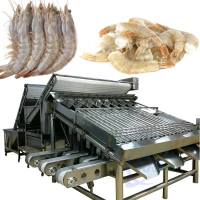 China Fully automatic food grade stainless steel shrimp 18-roller drum grader zu verkaufen