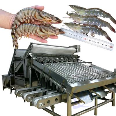 China 304 stainless steel 18 roller fish sorting machine Fish size screening machine zu verkaufen