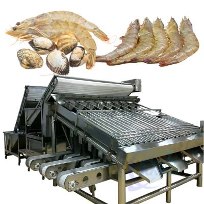 Cina Automated food processing line fish sorting machine Shrimp cleaning and sorting machine in vendita