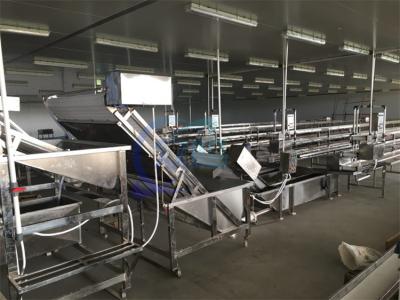 China Máquina de limpieza de burbujas totalmente automática de camarón Máquina de limpieza de frutas y verduras industrializadas de alta eficiencia en venta