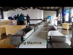 Computer Control Fish Grading Machine Sorting 1.3KW Stainless Steel 304