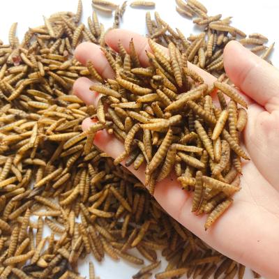 China Viable Dry Black Soldier Fly Larvae Dried Mealworm Substitution for Birds and Chicken for sale