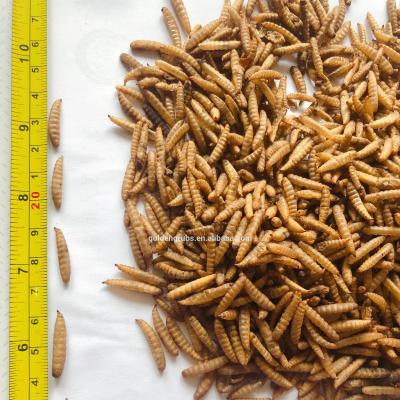 China Insect Viable Protein Feed Chicken Black Soldier Fly Larvae Dried Black Soldier Fly For Pet Food for sale