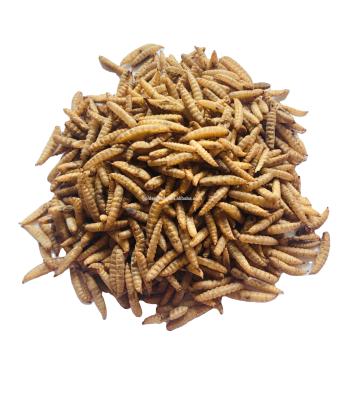 China Viable High Protein Dry Larva Microwave Dried Black Soldier Fly Larvae Dried BSF For Animal Feed for sale