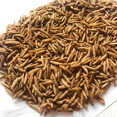 China Viable Pet Feed Pack Chicken Feed Dry BSF Larvae Mealworm Black Soldier Fly Dry for sale