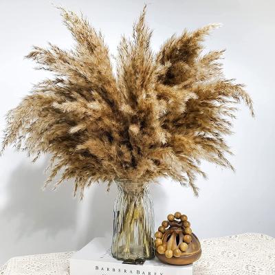 China Flowe Dried Flowers Amengni Pampas Grass 30 Stems Pumpy Dry Pampas Plants Fluffy Pampas Grasses For Dry Flowers for sale