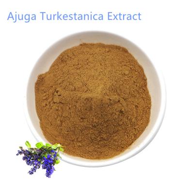 China Turkesterone-Pulver Ajuga Turkestanica-Auszug der Fabrik-Großhandelshohen qualität zu verkaufen