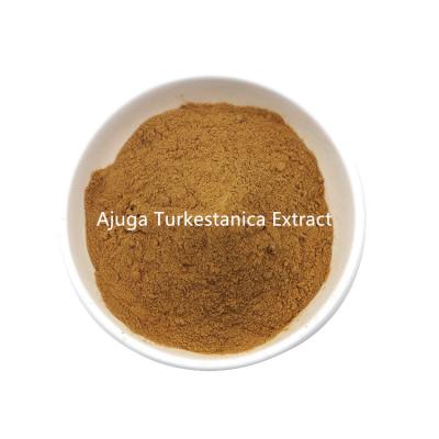 中国 Manufactures Supply Bulk Ajuga Turkestanica Extract Powder 販売のため