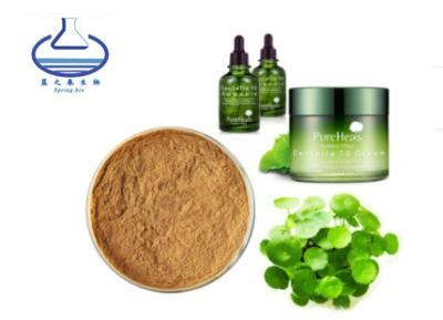 Cina Primavera bio- Gotu Kola Extract Powder, estratto della foglia della cola di gotu di 40% 80% 90% in vendita