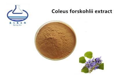 China Extracto orgánico del regaliz de Forskolin, extracto el 20% de la raíz de Forskohlii del coleo en venta