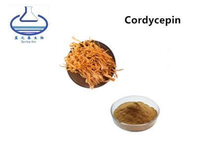 Chine L'extrait naturel de Cordyceps Militaris saupoudrent la catégorie comestible de 3% 5% pour des soins de santé à vendre