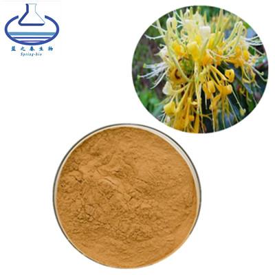 Chine Honeysuckle Chlorogenic Acid Extract, cognassier du Japon de Lonicera fleurissent la poudre d'extrait à vendre