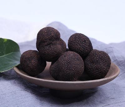 China Fresh wild black truffle fresh mushroom in Yunnan 2022 for sale