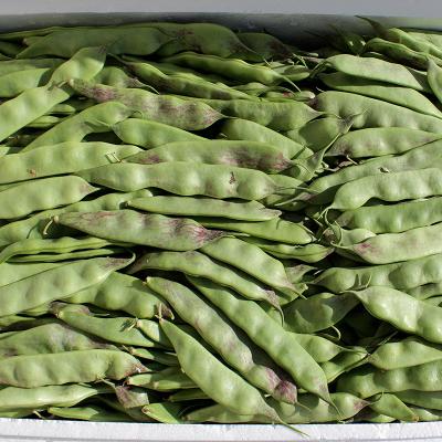 China Authentic Northeastern Food Oil Bean A Small Red Bean Fresh Vegetable Green Bean for sale