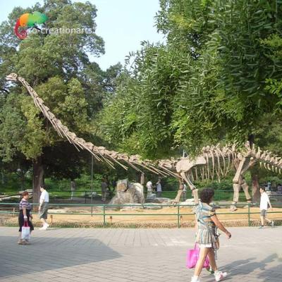 China Lebensgroßes Dinosaurier-Modell Skeleton Mamenchisaurus Skeleton Sunproof 15m zu verkaufen