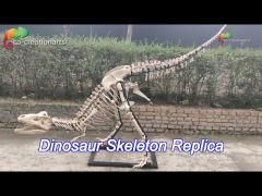 sunproof resin dinosaur skeleton gasosaurus skull