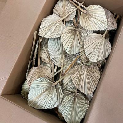 China Preserved Dried Palm Leaves Natural Dyed Fan Party Wedding Palm Leaves Home Decoration Natural Dry Palm Leaf for sale