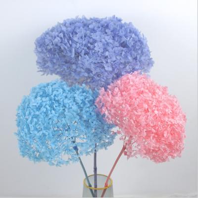 China Wholesale White Wedding Bunch Long Llasting Real Touch Dried Flower Preserved Hydrangea for sale