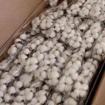 China Stems Touch Natural Natural Yunnan Plants Dried Cotton Flower For Home Bouquet Decoration for sale