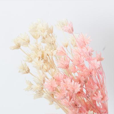 China Wholesale Hot Selling High Quality Long Llasting Flower Bouquet Octagon Dry Flower For Home Decor for sale