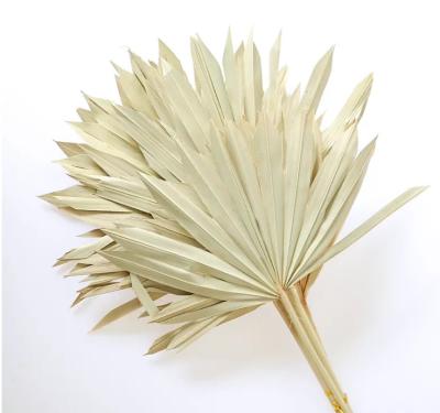 China Hot-selling Preserved Dried Palm Leaves Natural Dried Palm Leaves Sun Palm Leaves Natural Dyed Palm Leaves for sale