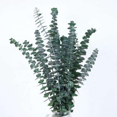 China Wholesale Llasting Long Thin Preserved Eucalyptus Leaves Dry Eucalyptus Leaves For Decoration for sale