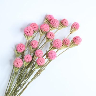 China New Transient List Immortalized Flower Ornament Dry Flower Bouquet Natural Dry Flowers for sale