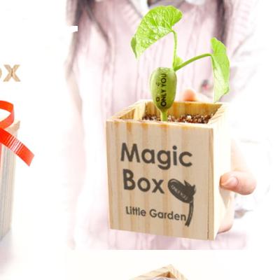 China Plastic Creativity for Kids Magical Bean Garden, Say and Grow Magical Messages - Nature and Garden Kit For Kids, Talking Bean I Love You for sale