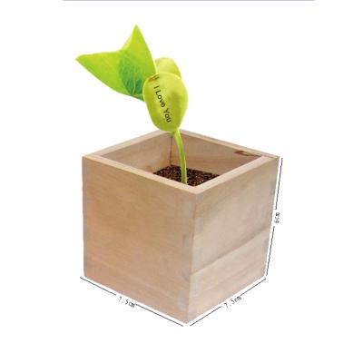 China China Herb Garden Wooden Box Message Indoor Magic Magic Growing Bean Plant Kit Customized Bean Unique Design for sale