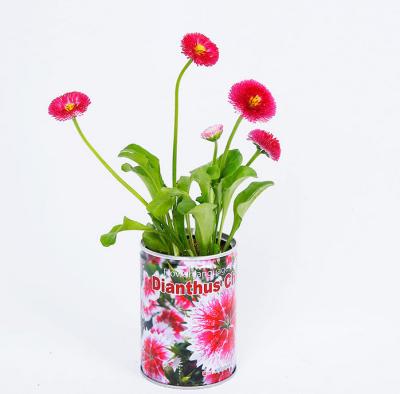 China flower & fruit & Best Plant Seeds Birthday Gift For Girlfriend Grass Doll Tin Can Can Shoot Can Flower Desktop Magic Plant Mini Bean Plants for sale