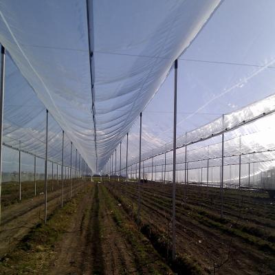 China HDPE Anti Hail Net Durable Agricultural White Agriculture Net Anti Hail Net for sale