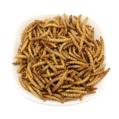 China Mealworms Viable Dry Bird Food for sale