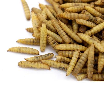 China Viable Dried Black Soldier Fly Mealworms For Aquarium Bird And Fish And Turtle Food for sale