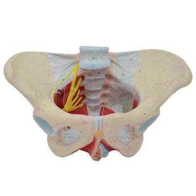 China Realistic Contact Female Pelvis with Floor Muscle and Nerve Model Pelvic Floor Muscle Nerve Perineal Ligament Pelvic Neuromuscular Model for sale