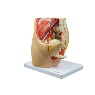 China Female Anatomical Sagittal Pelvic Uterus Floor Muscles Female Reproductive System Pelvic School Hospital Model Gynecological Urinary Apparatus for sale