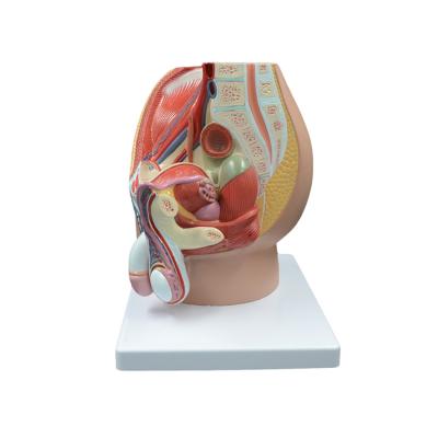 China Realistic Contact Sagittal Anatomy Model Reproductive Male System Adult Male Pelvic Structure Assembled Prostate Male Urinary Tract for sale