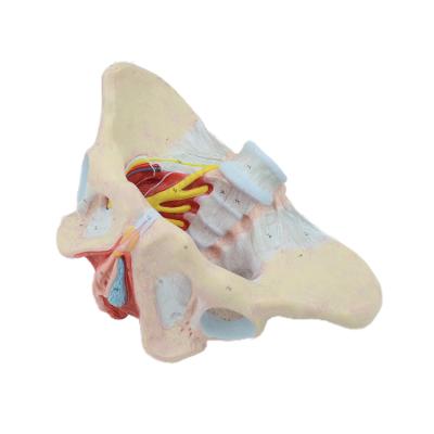 China High Quality Realistic PVC Medical Science Anatomical Female Pelvis And Touch Model Nerve Separated Pelvc Muscles Model for sale