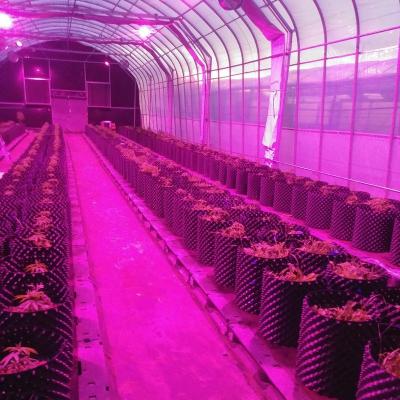 China Stable Structure Easily Assembled plastic film garden light deprivation greenhouses tunnel with blackout system for sale