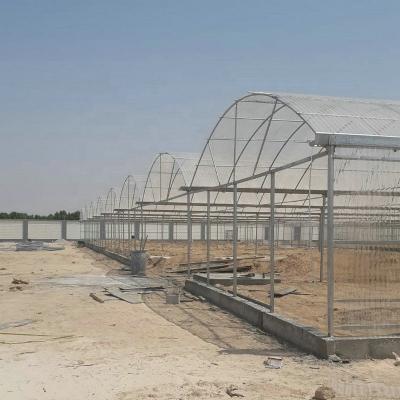 China Hot Selling Anti-windy Advanced Poly Carbonate Thick Strong Greenhouse For Middle East Countries for sale