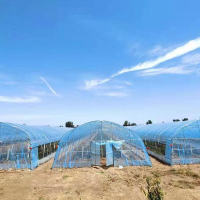 China Stable Structure Easily Assembled 2022 Low Cost Commercial High Tunnel Greenhouse Agriculture For Tomatoes For Sale for sale