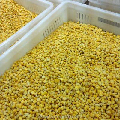 China HIGH QUALITY FROZEN IQF CORN KERNELS FOR SALE for sale