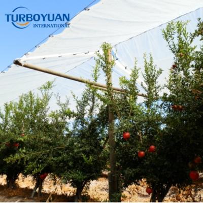 China Apple/grape/cherry fruit tree roof cover protect plastic cover from hail, rain, big wind tree cover film for sale