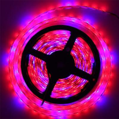 China Seed Starting 5050 Red Blue Grow Led Strip Light For Plant Growth for sale