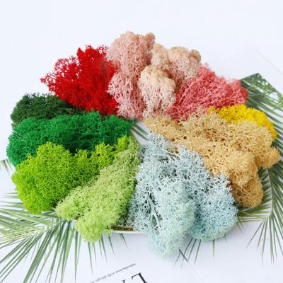 China Natural Grass DIY Moss Micro Embellishment Garden Decoration Moss Plant Immortal Moss Simulation Green Contact for sale