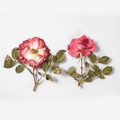 China Dry Natural Touch Pressed Red Rose Flowers + Leaves Plant Herbarium For Jewelry Postcard Photo Crate Bookmark Invitation Card DIY for sale