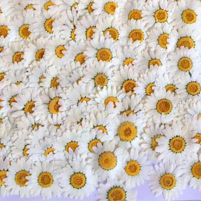 China Natural Touch Pressed Press Dried Daisy Dry Flower For Epoxy Resin Necklace Pendant Jewelry Dried Daisy Dry FlowMaking Craft DIY Accessories for sale