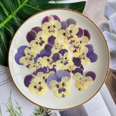 China Natural Touch Pressed Dried Flower Pansy Viola Tricolor Flower Dried Flower DIY Plant Phone Case Art Jewelry Postcard Scrapbooking Decor Nail for sale