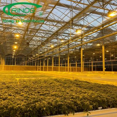 China Trinog greenhouse manufacture glass commercial led lights greenhouse glass structure with steel pipes structure for sale