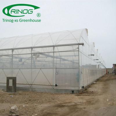 China Trinog Greenhouse Trinog Greenhouse Multi-span 200micro Transparent LDPE Film Greenhouses For Tomato Cucumber Hydroponics for sale