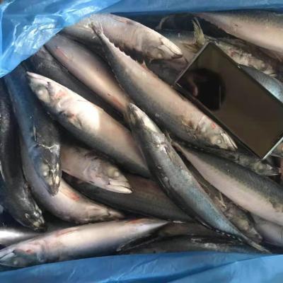 China Low-CARB Seafood Frozen Pacific Mackerel 200-300g (40-50pcs/ctn) for sale